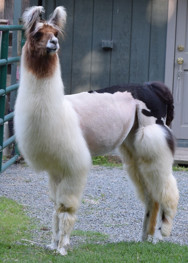 MW Llamas Mini Llamas For Sale.htm